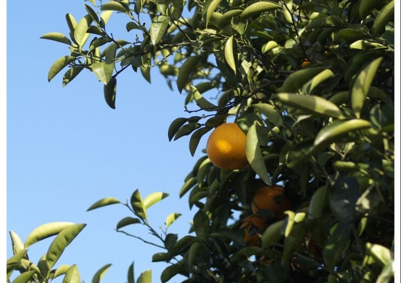 Daidai and 8 Other Japanese Fruits for Detox!