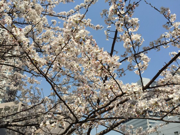 7 Must-haves to Enjoy Hanami in Japan!