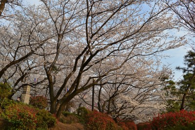 7 Recommended Sakura Cherry Blossoms Spots in Tokyo asukayama park