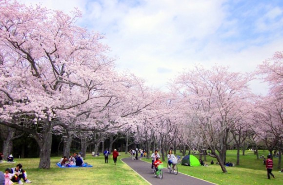7 Recommended Sakura Cherry Blossoms Spots in Tokyo
