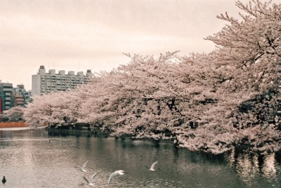 7 Recommended Sakura Cherry Blossoms Spots in Tokyo ueno park