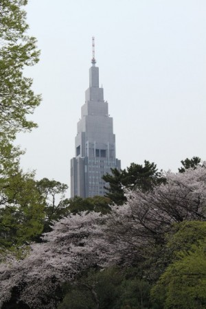7 Recommended Sakura Cherry Blossoms Spots in Tokyo Shinjuku Gyoen
