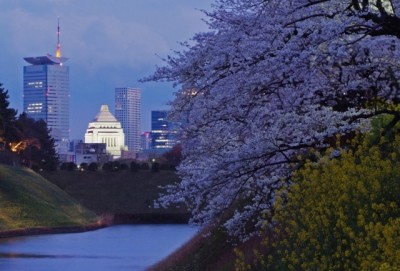 7 Recommended Sakura Cherry Blossoms Spots in Tokyo Chidorigafuchi