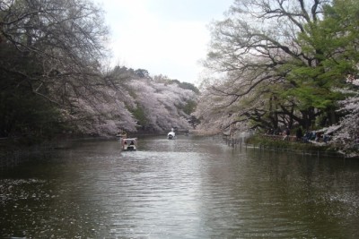 7 Recommended Sakura Cherry Blossoms Spots in Tokyo Inokashira Park