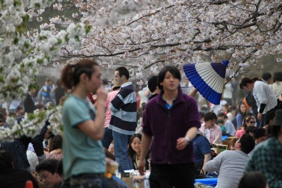 7 Recommended Sakura Cherry Blossoms Spots in Tokyo yoyogi park