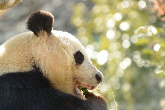 8 Useful Tips to Enjoy Ueno Zoo in Tokyo!