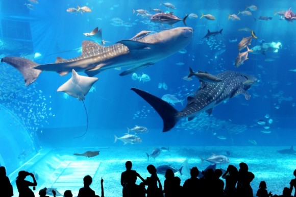 8 Recommended Aquariums You Should Visit in Japan!