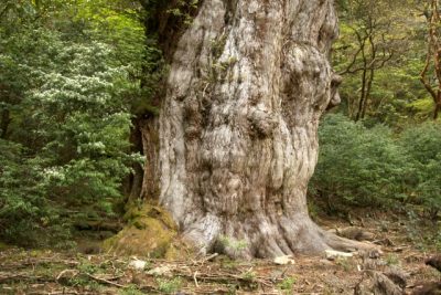 8 Attractive Points about Yakushima Island!Jomon Sugi