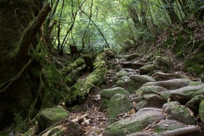 8-attractive-points-about-yakushima-islandshiratani-unsuikyo-forest