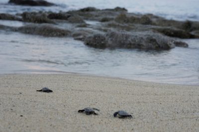 8 Attractive Points about Yakushima Island!inakahama