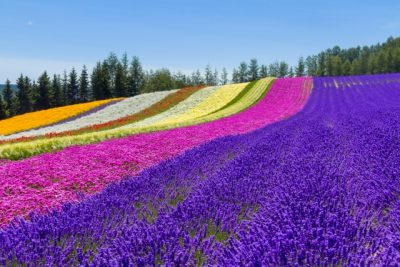 8 Amazing Tour Spots in Hokkaido!Furano
